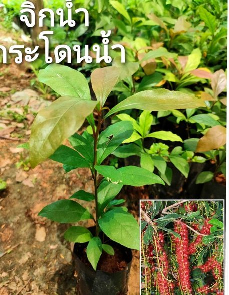 中超射手三强鼎立：奥斯卡费利佩克雷桑同积9球领跑射手榜